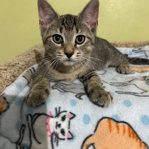 Tango ( bonded to Tigre)