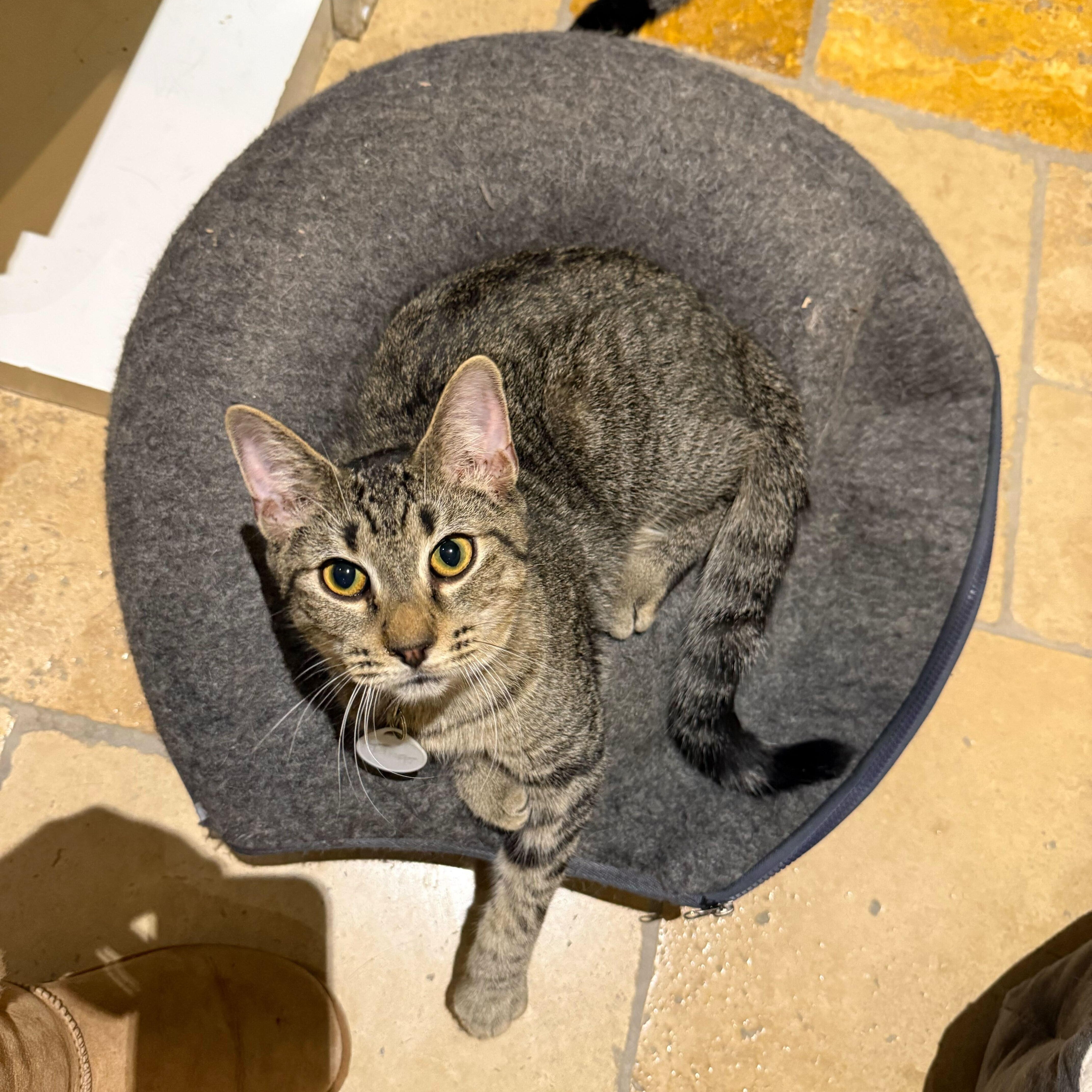 Tango ( bonded to Tigre), Adoptable, Kitten Male Tabby.