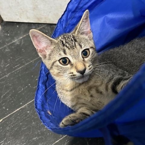 Tango ( bonded to Tigre)