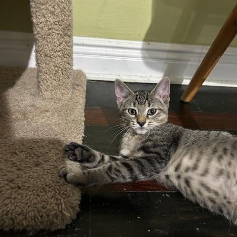 Tango ( bonded to Tigre), a Adoptable Tabby in East Brunswick, NJ image 5/6