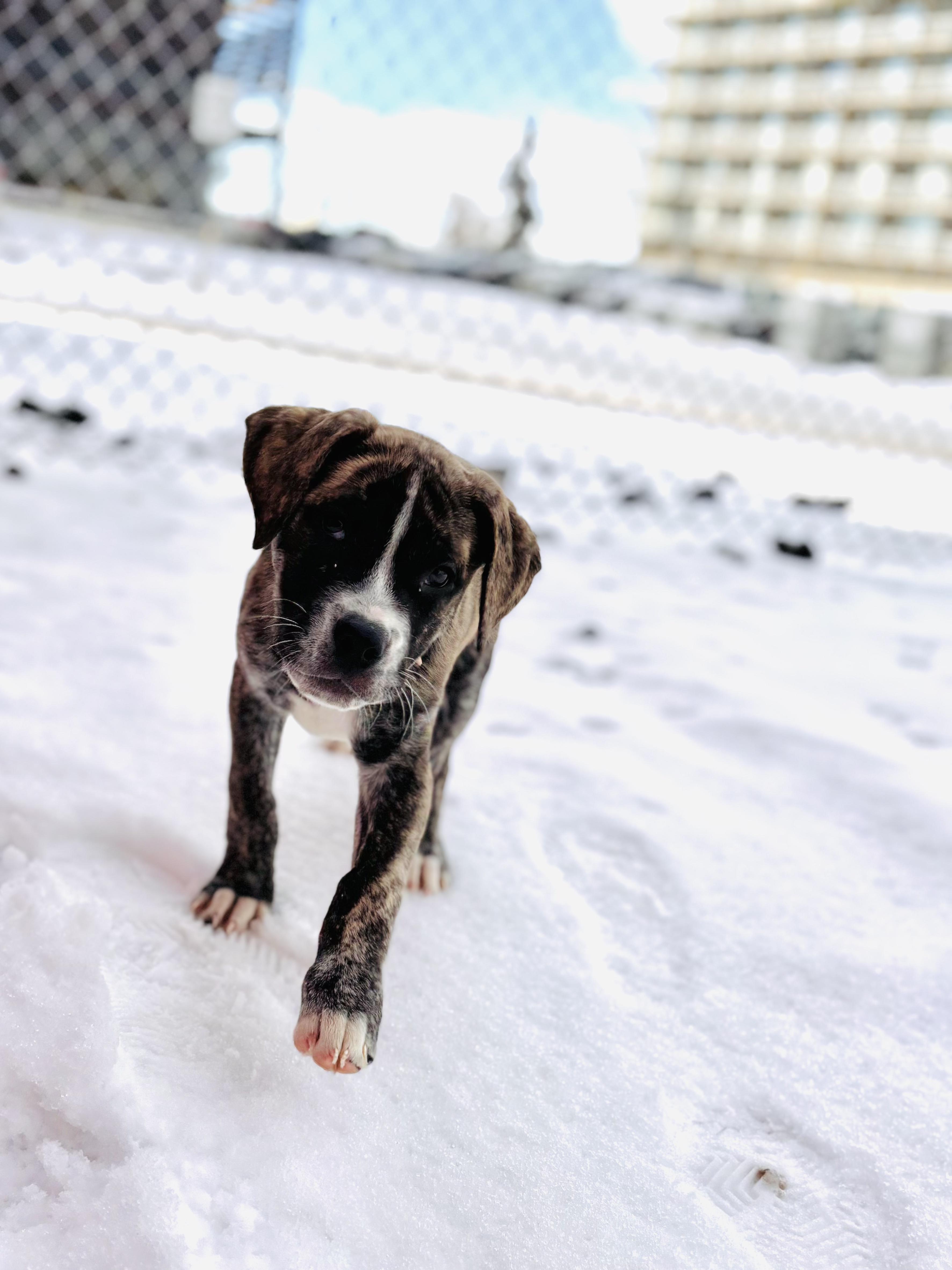 Enlarge Dora, a ADOPTABLE mixed breed in Edmonton, AB image 3/4