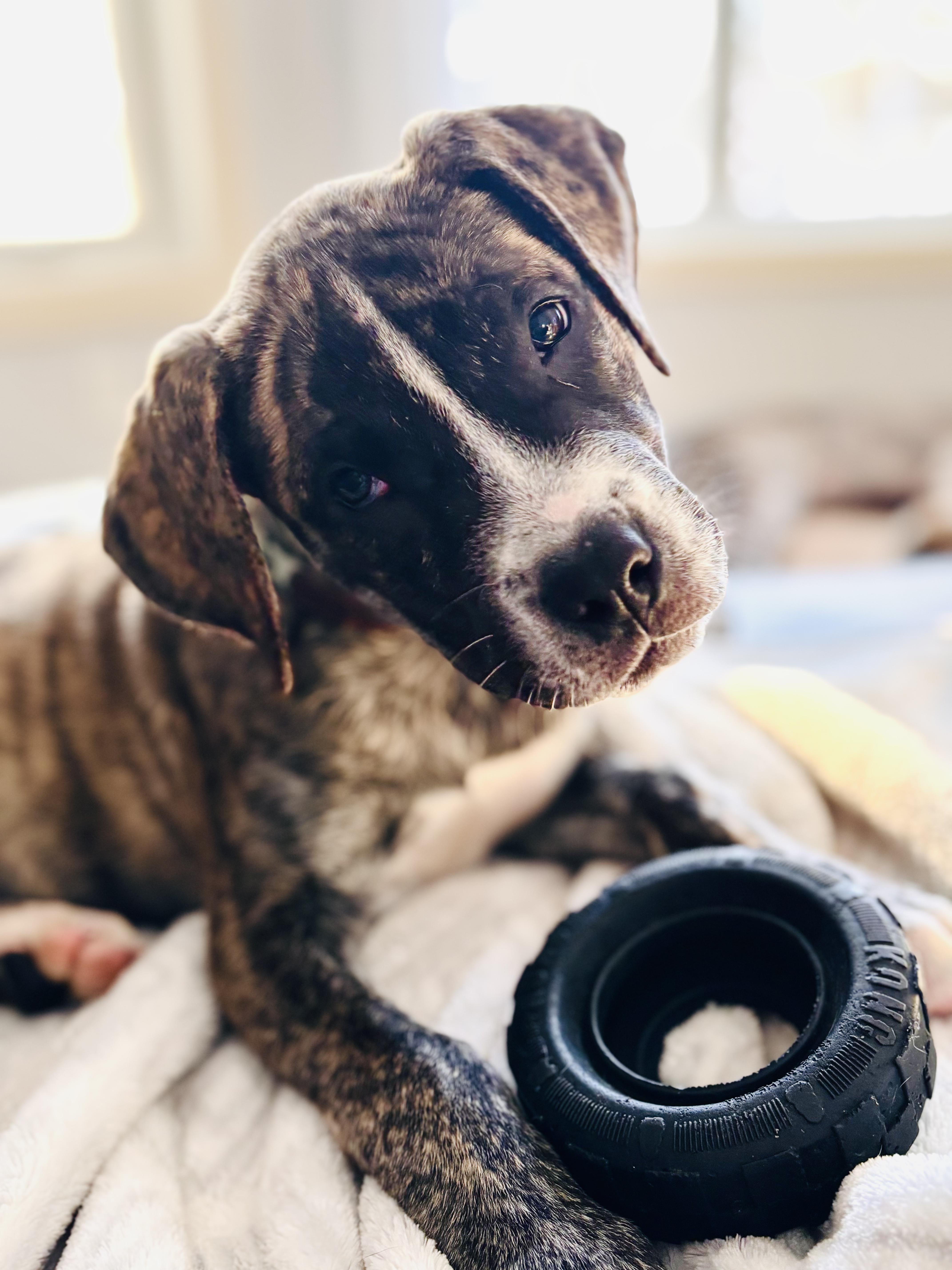 Dora, ADOPTABLE, Puppy Female Mastiff.