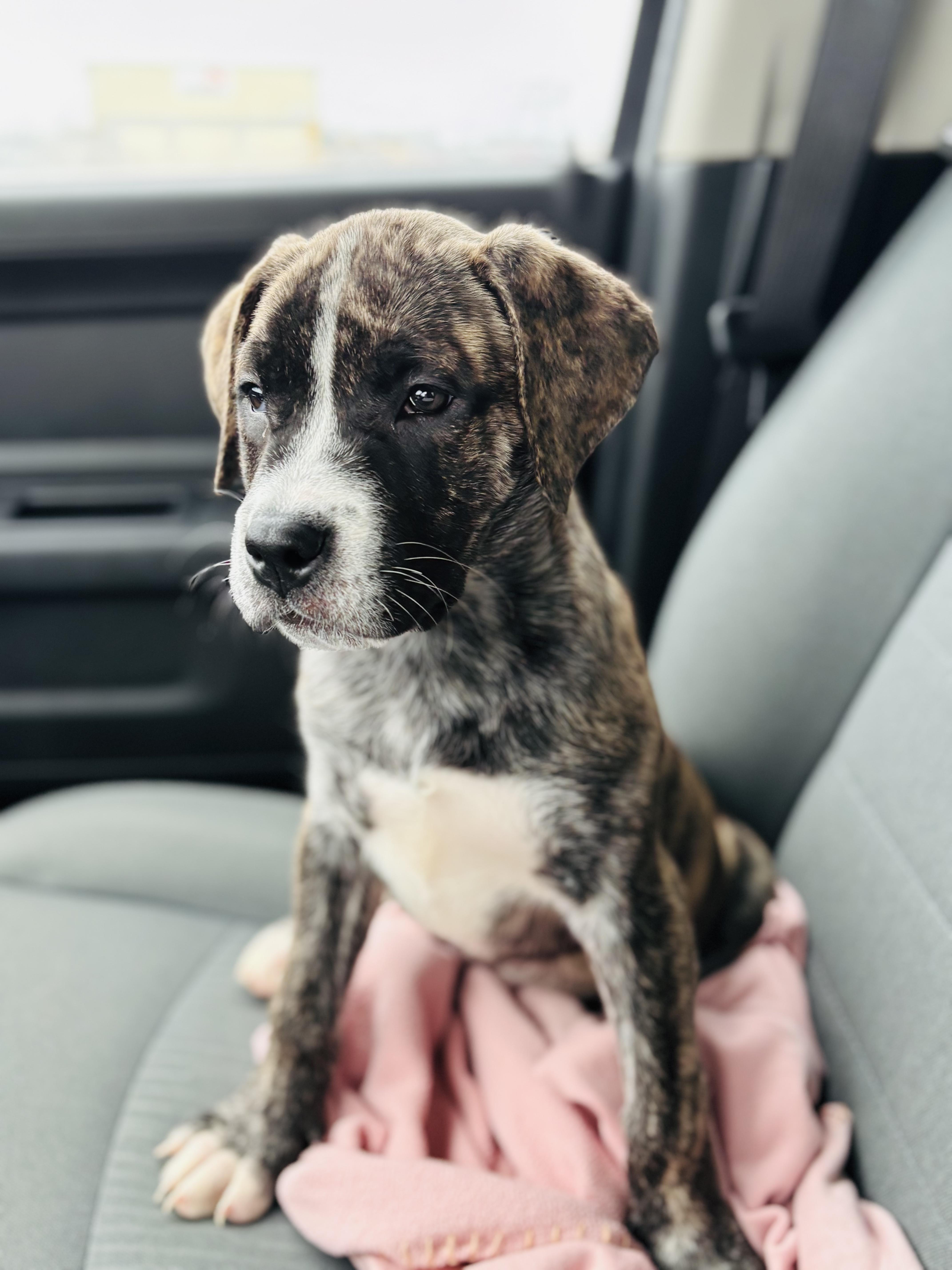 Enlarge Dora, a ADOPTABLE mixed breed in Edmonton, AB image 2/4