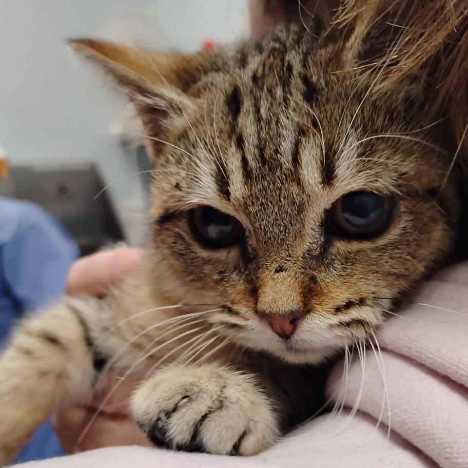 Echo, Adoptable, Kitten Male Domestic Short Hair.