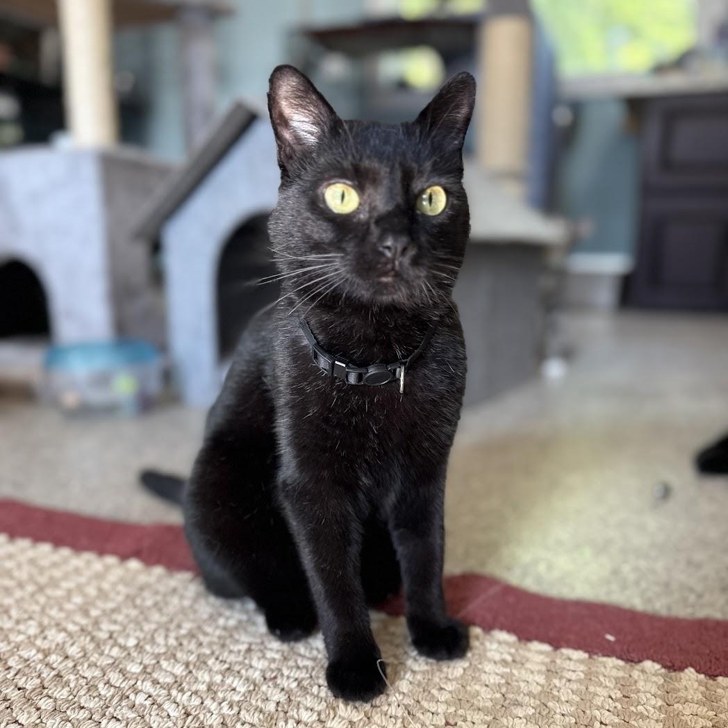 Buddy