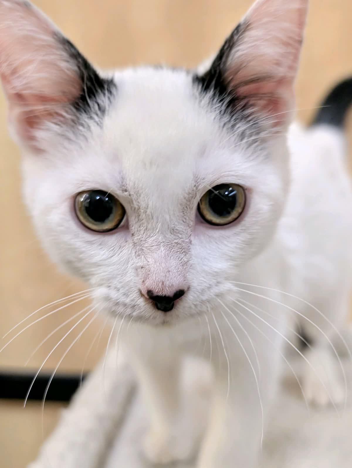 Fun Bobby, an adopted American Shorthair in Austin, TX image 2/4