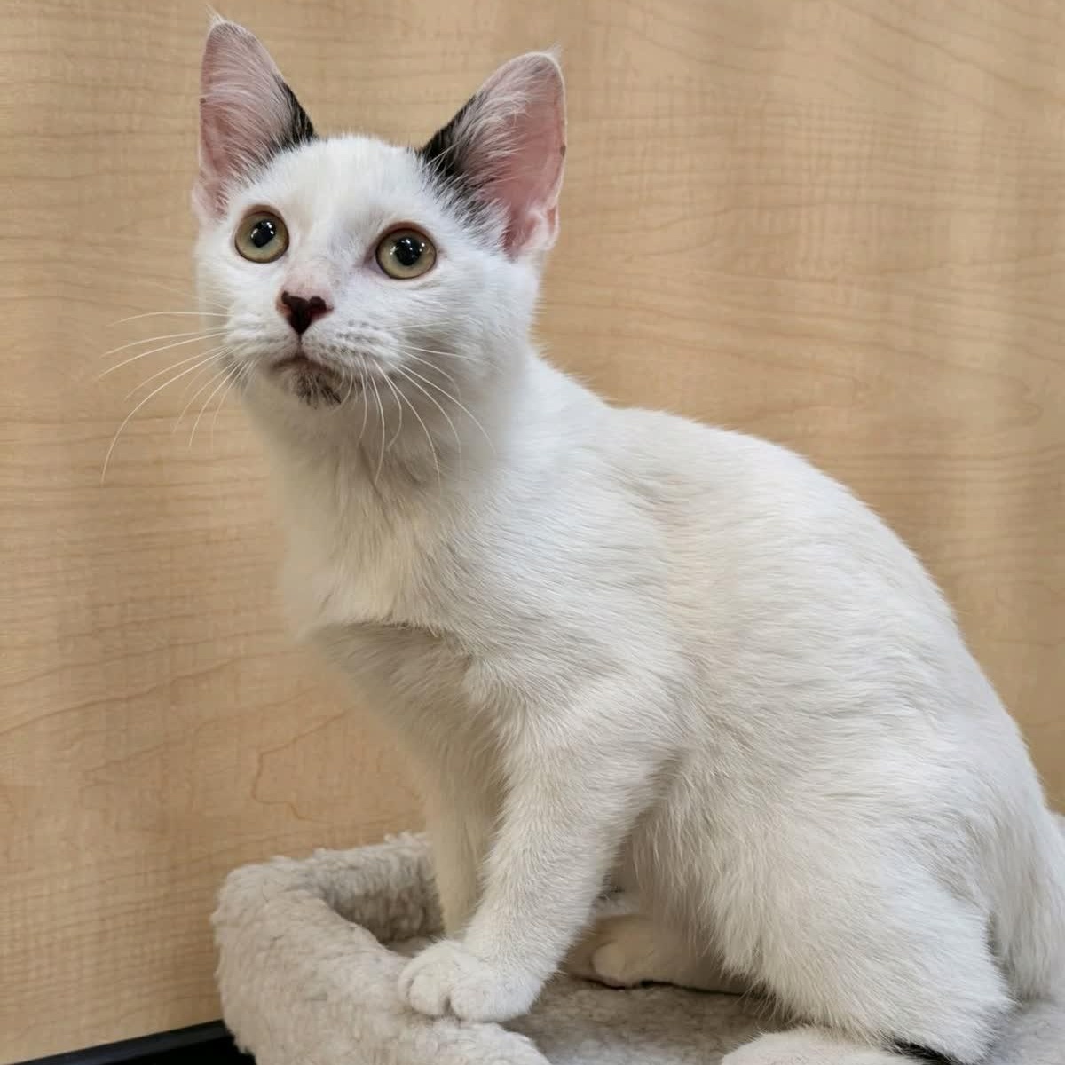 Fun Bobby, an adopted American Shorthair in Austin, TX image 1/4
