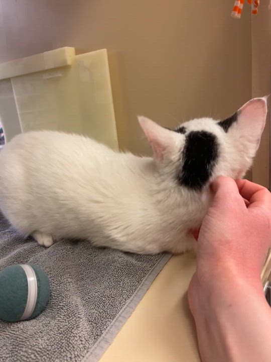 Enlarge Fun Bobby, an adopted American Shorthair in Austin, TX video 4/4