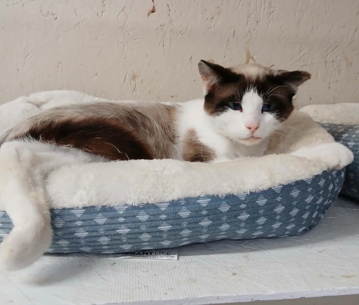 Enlarge Farmer, an adopted Siamese in Walworth, WI image 3/3