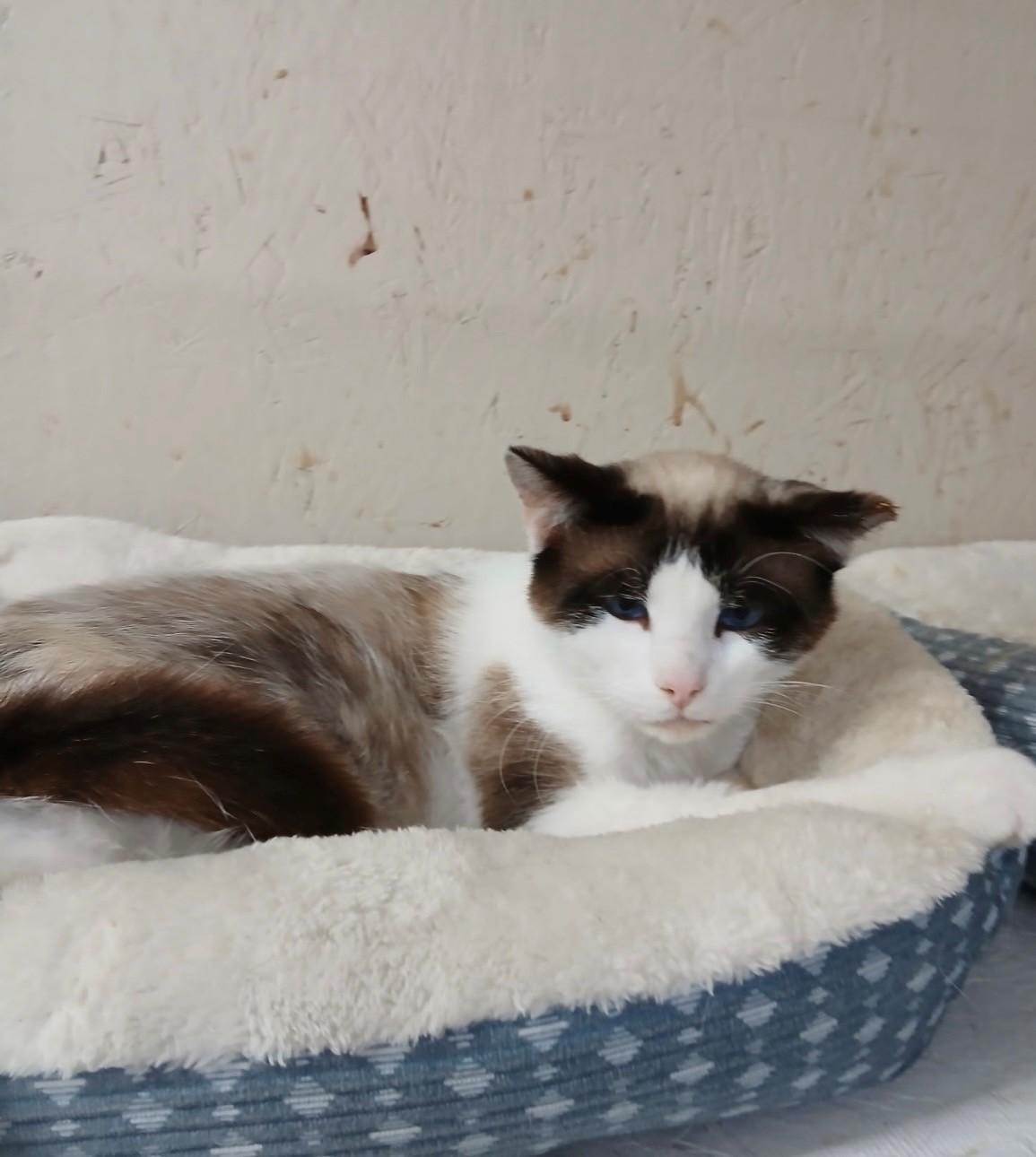 Enlarge Farmer, an adopted Siamese in Walworth, WI image 2/3
