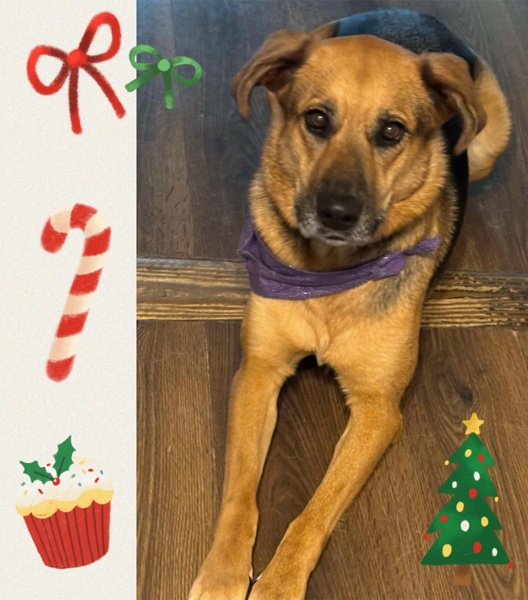 Enlarge Juniper, a Adopted mixed breed in Westlake, OH image 2/6