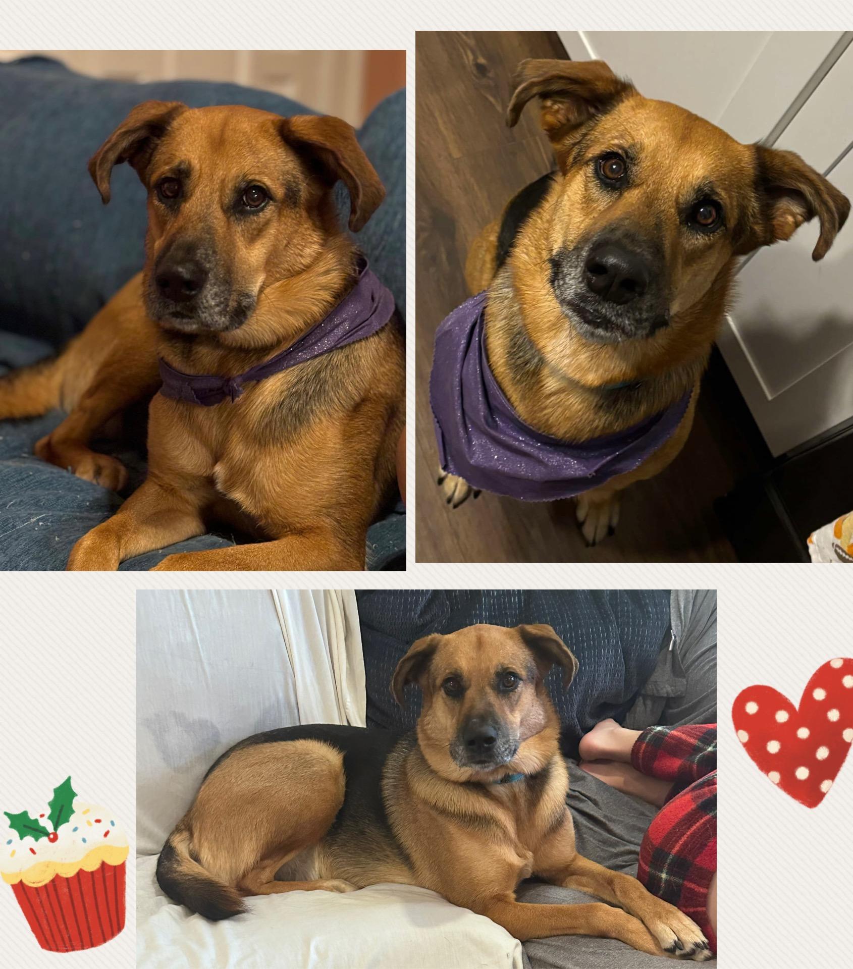 Enlarge Juniper, a Adopted mixed breed in Westlake, OH image 3/6