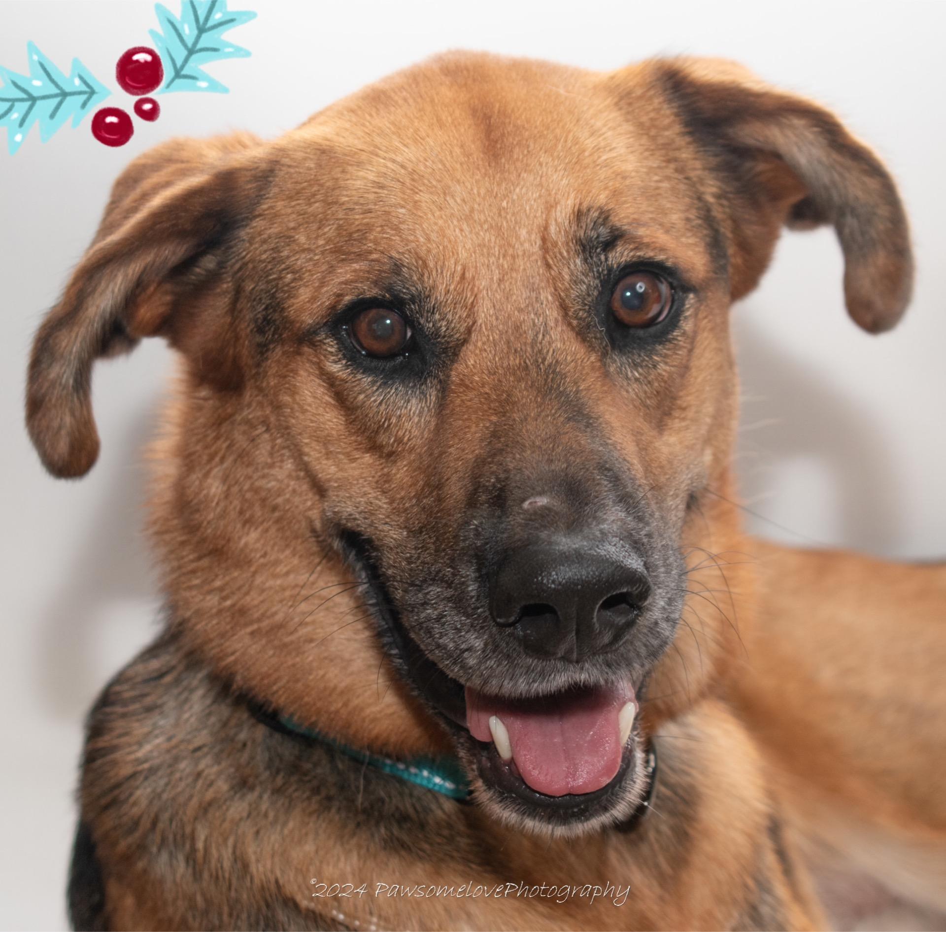 Juniper, Adopted, Adult Female Shepherd & Mixed Breed.