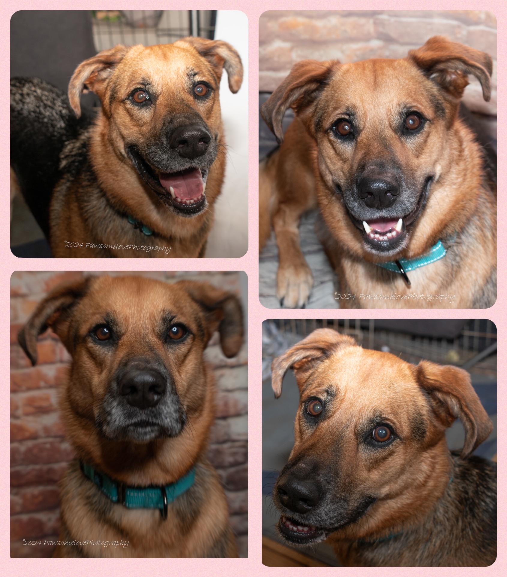 Enlarge Juniper, a Adopted mixed breed in Westlake, OH image 5/6