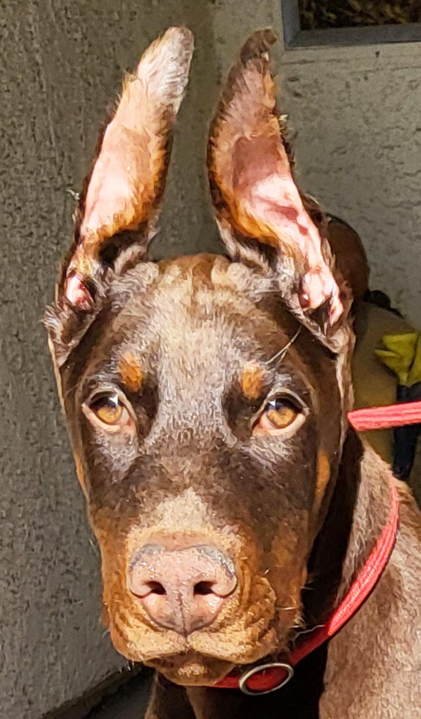 Archie, a Adopted Doberman Pinscher in Las Vegas, NV image 1/4