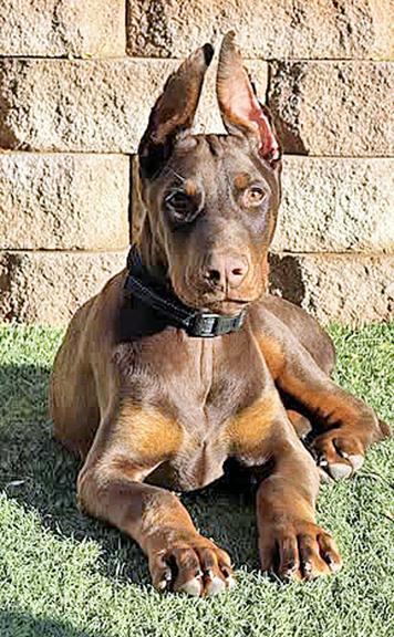 Archie, a Adopted Doberman Pinscher in Las Vegas, NV image 3/4