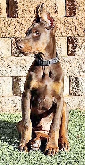 Archie, a Adopted Doberman Pinscher in Las Vegas, NV image 4/4