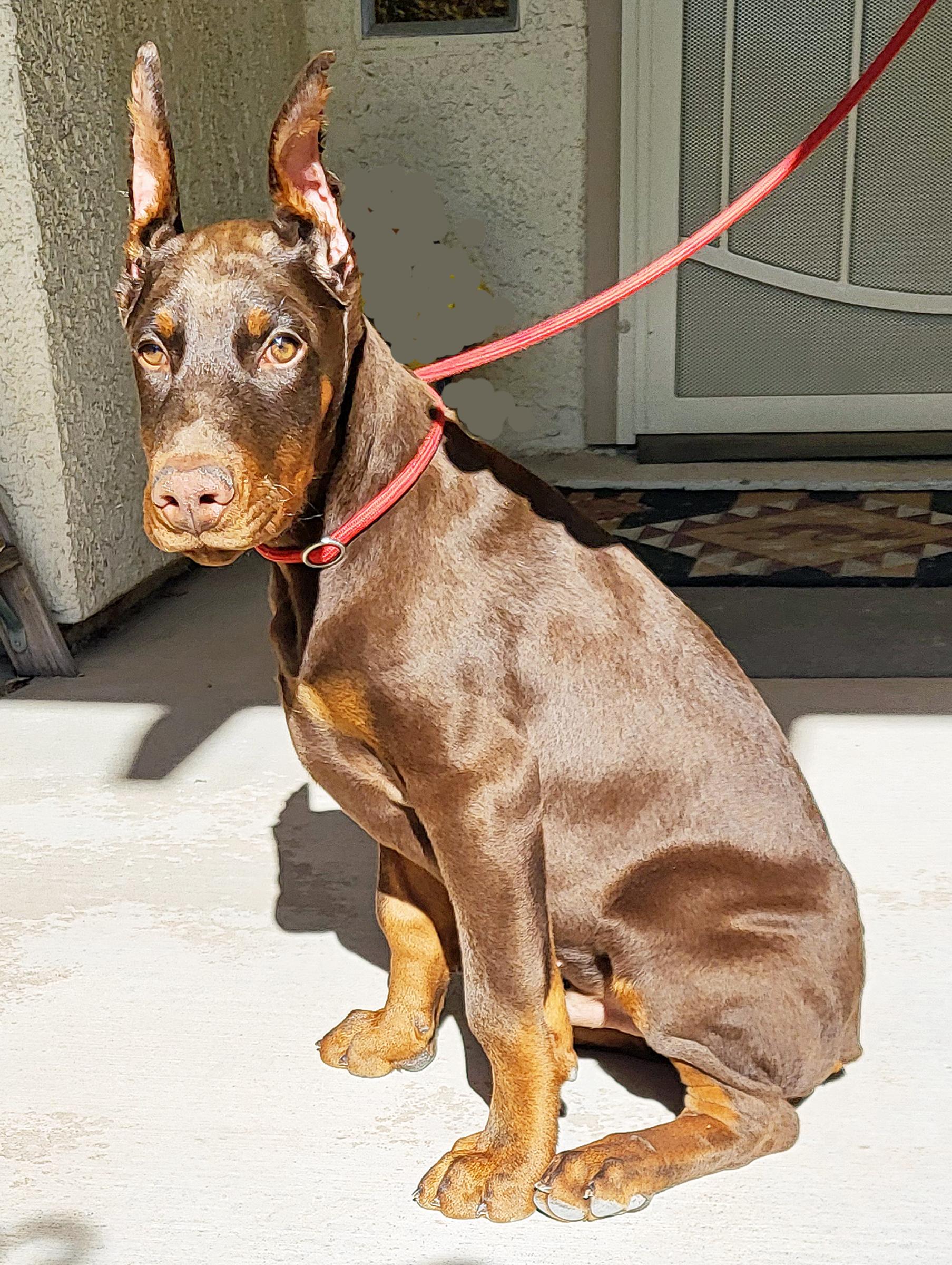 Archie, a Adopted Doberman Pinscher in Las Vegas, NV image 2/4