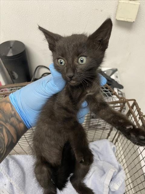 Enlarge OLLIE, a Adoptable Domestic Short Hair in San Bernardino, CA image 1/1