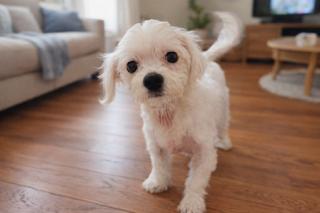 Teddy, ADOPTABLE, Young Male Maltese.