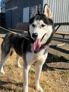 Aria, a ADOPTABLE Siberian Husky in Reedsport, OR image 1/6