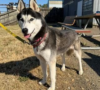 Aria, a ADOPTABLE Siberian Husky in Reedsport, OR image 3/6