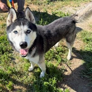 Aria, a ADOPTABLE Siberian Husky in Reedsport, OR image 4/6