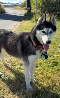 Aria, a ADOPTABLE Siberian Husky in Reedsport, OR image 5/6