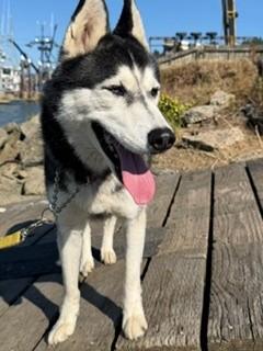 Aria, a ADOPTABLE Siberian Husky in Reedsport, OR image 2/6