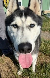 Aria, a ADOPTABLE Siberian Husky in Reedsport, OR image 6/6