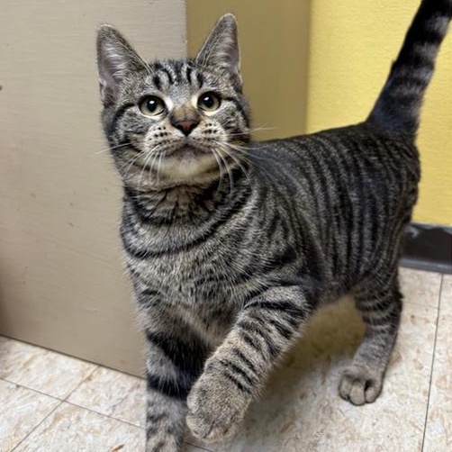 Blossom, Adopted, Young Female Tabby.