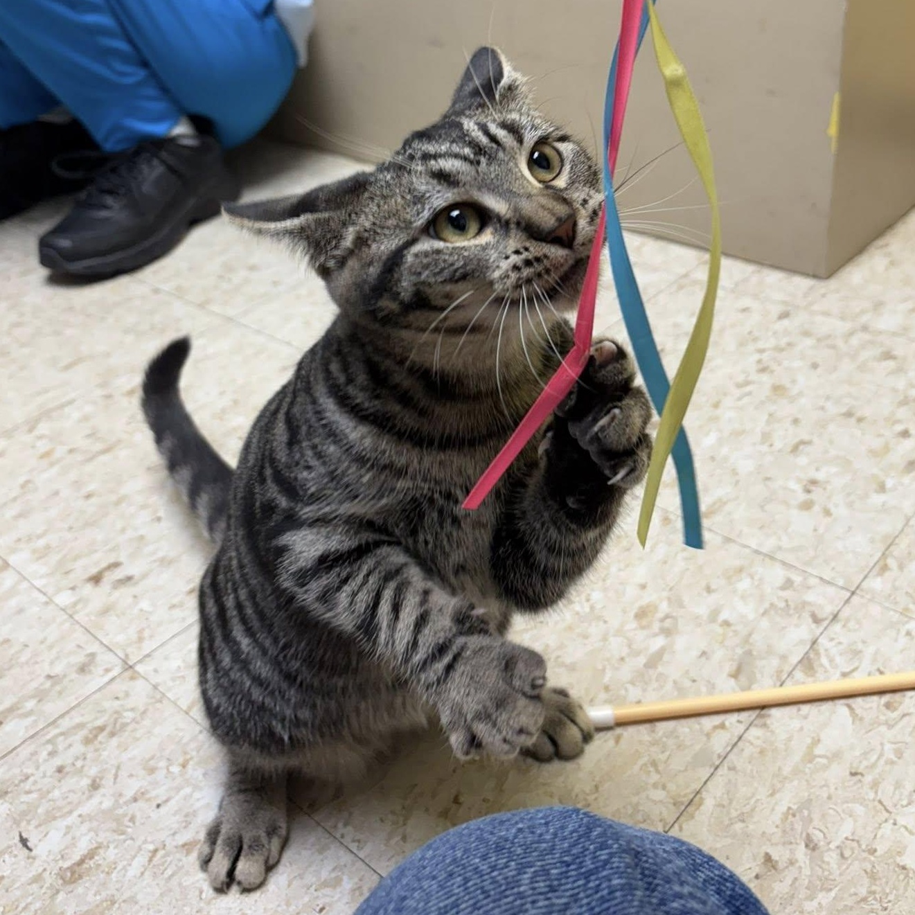 Blossom, a Adopted Tabby in Storm Lake, IA image 2/2
