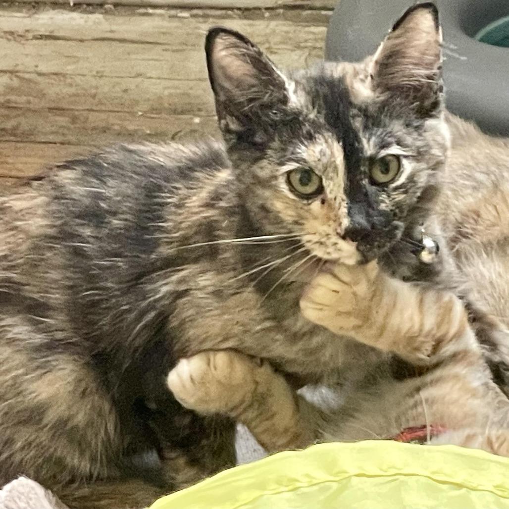 Confetti — thumbnail 2