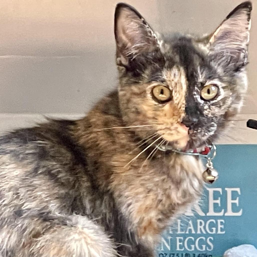 Confetti — thumbnail 3