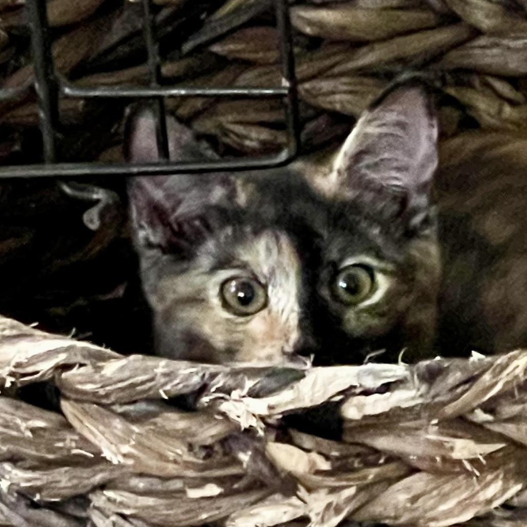 Confetti — thumbnail 4