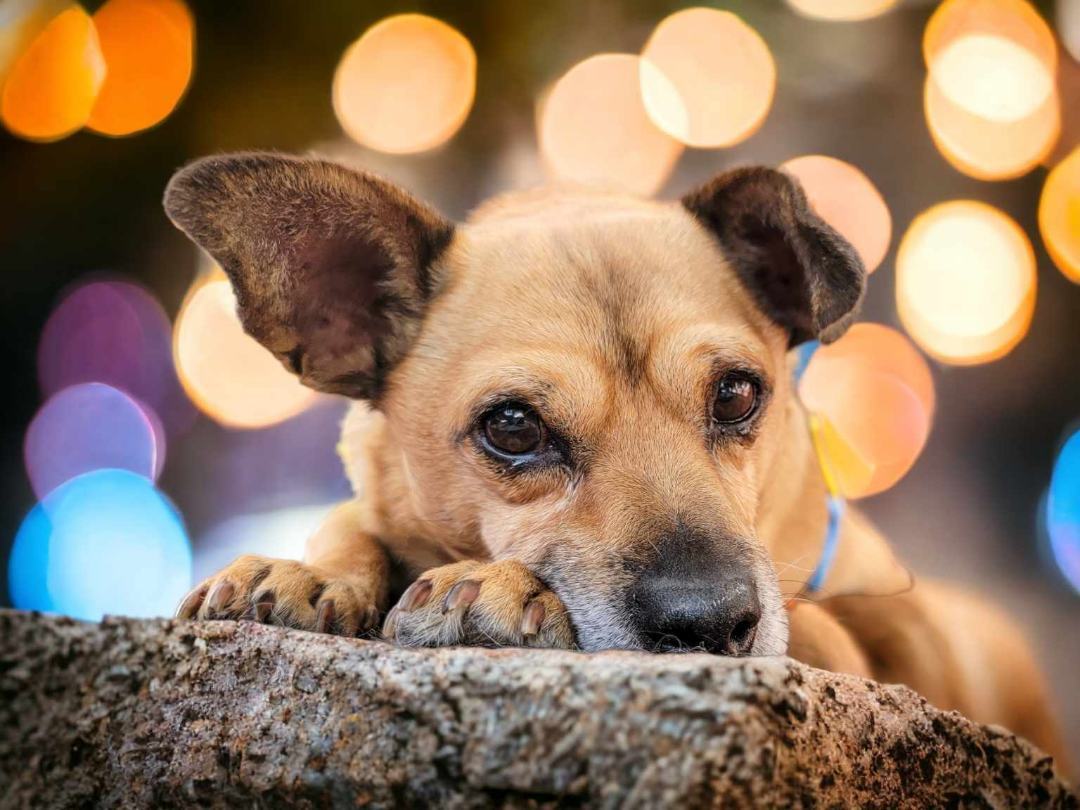 Enlarge Burrito, a Adoptable mixed breed in Running Springs, CA image 1/1