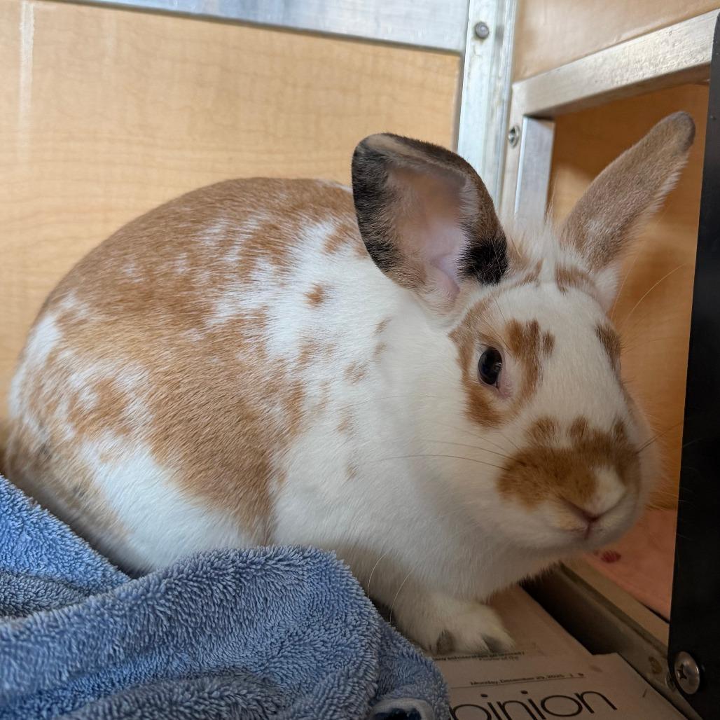 Daphne, Adoptable, Young Female American & American.