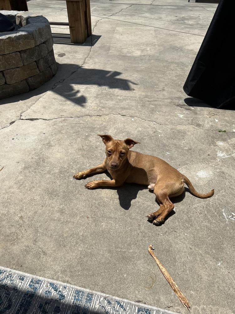 Charlie, Adoptable, Young Male Chihuahua & Dachshund.