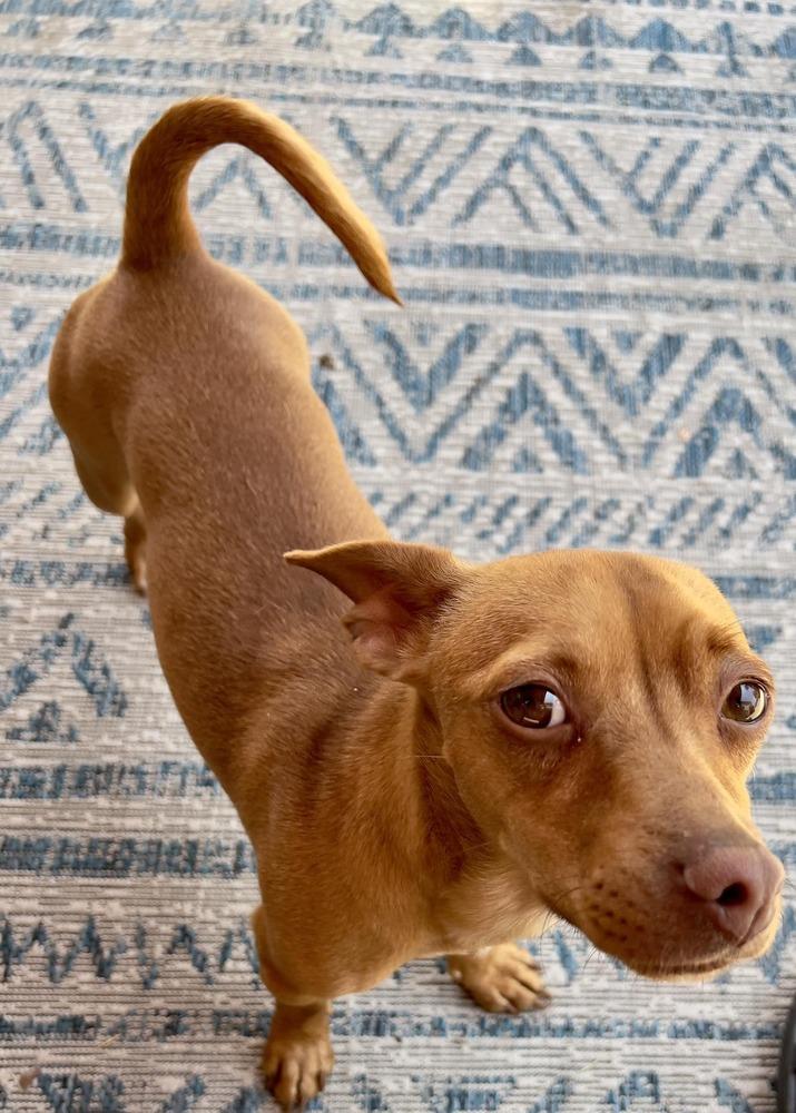 Enlarge Charlie, a Adoptable mixed breed in Claremont, CA image 2/4