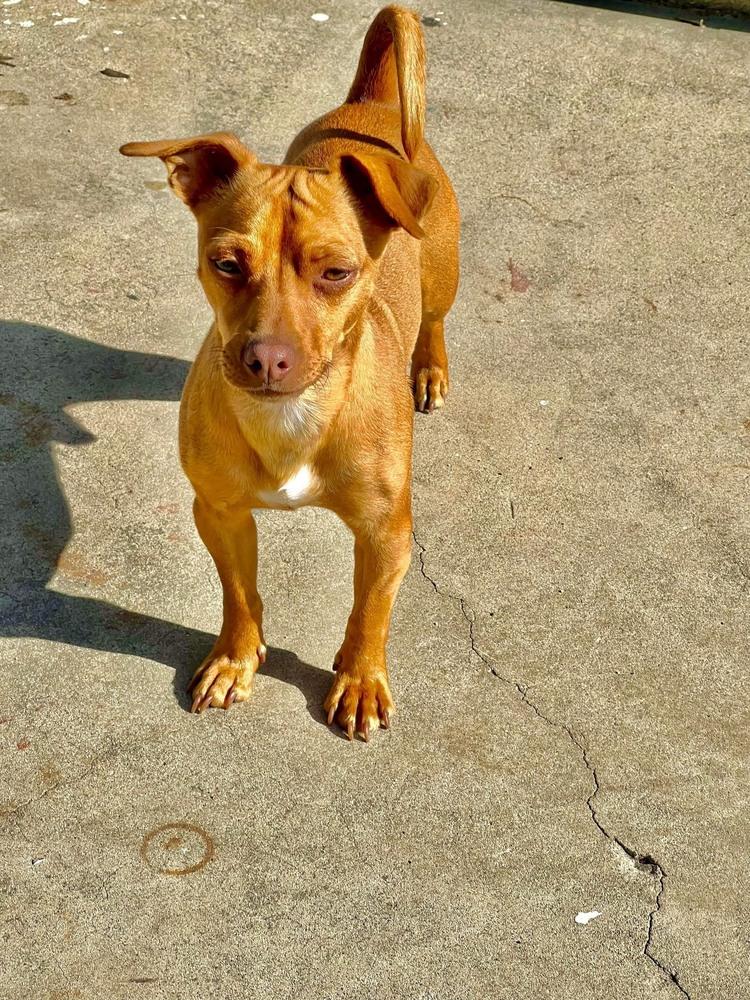 Enlarge Charlie, a Adoptable mixed breed in Claremont, CA image 3/4