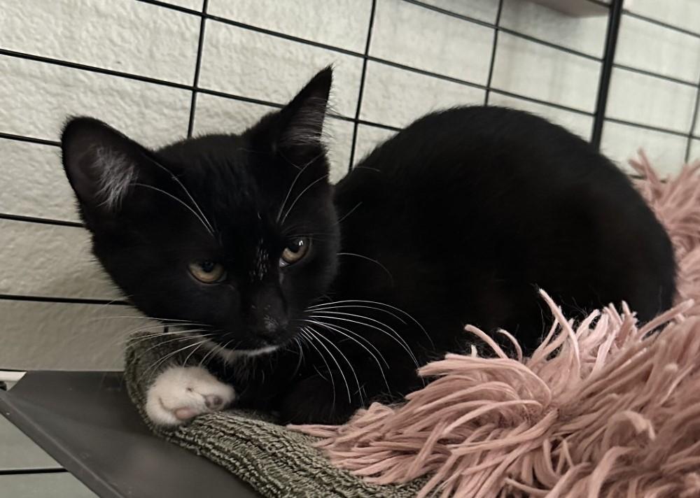 Enlarge Noema, a Adoptable Domestic Short Hair in Silverton, OR image 1/4