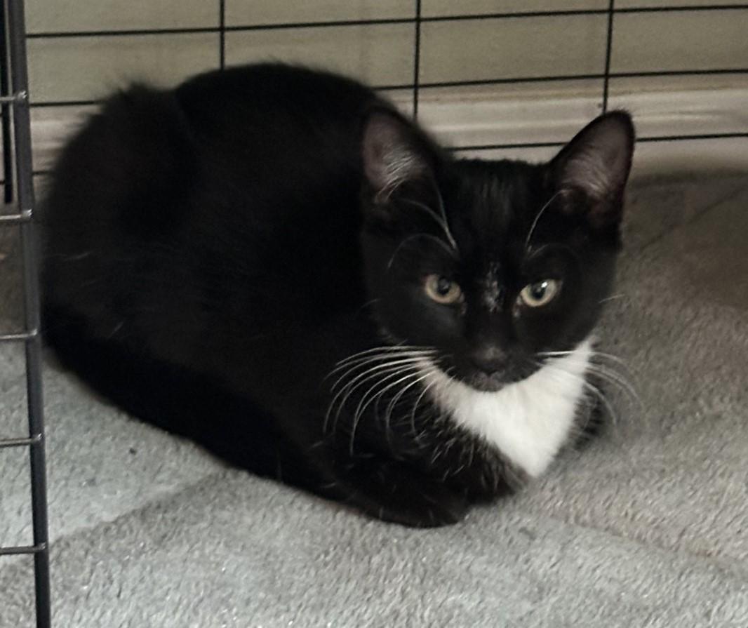 Enlarge Noema, a Adoptable Domestic Short Hair in Silverton, OR image 2/4