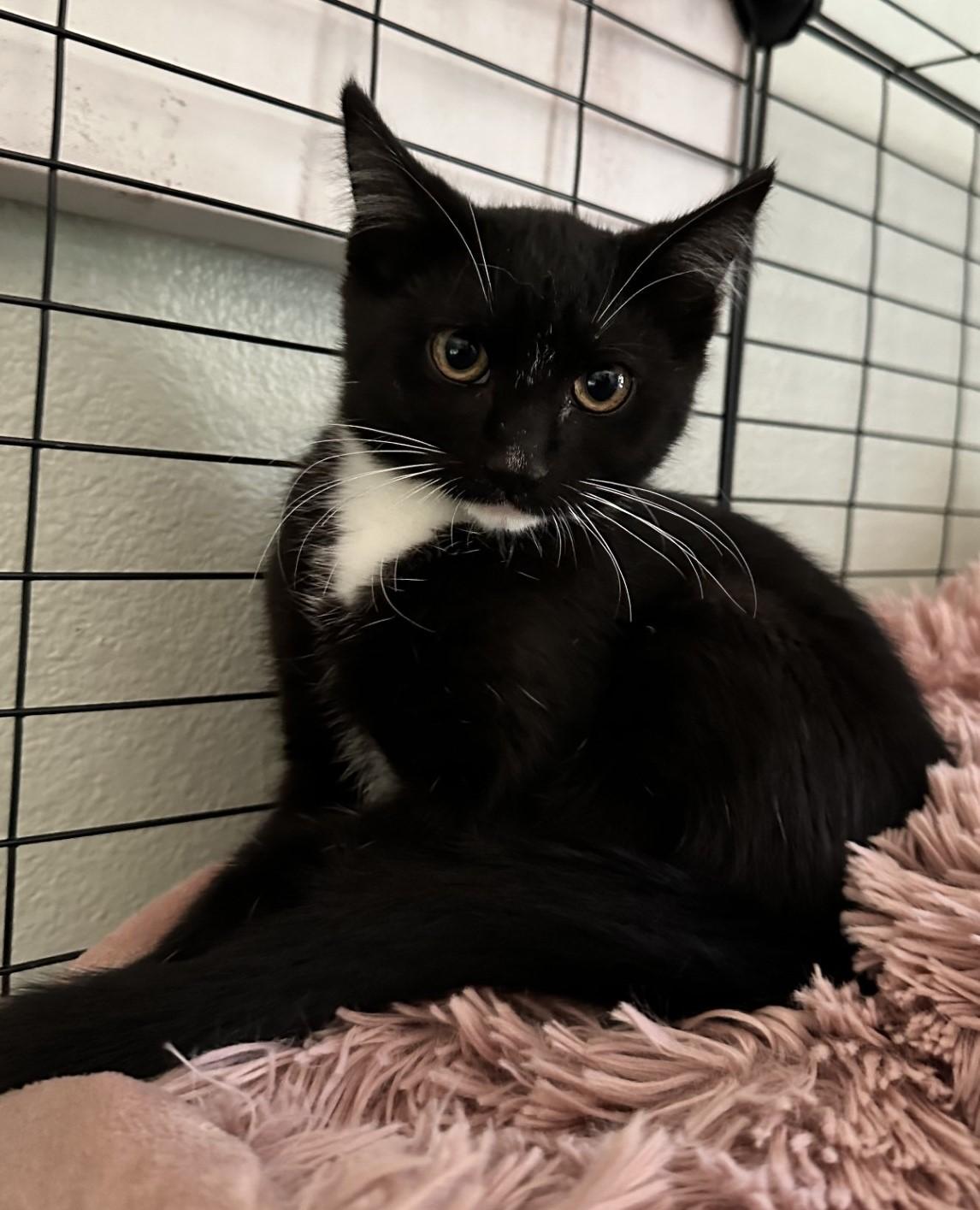 Enlarge Noema, a Adoptable Domestic Short Hair in Silverton, OR image 3/4