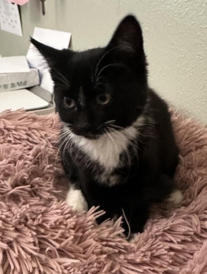 Enlarge Noema, a Adoptable Domestic Short Hair in Silverton, OR image 4/4