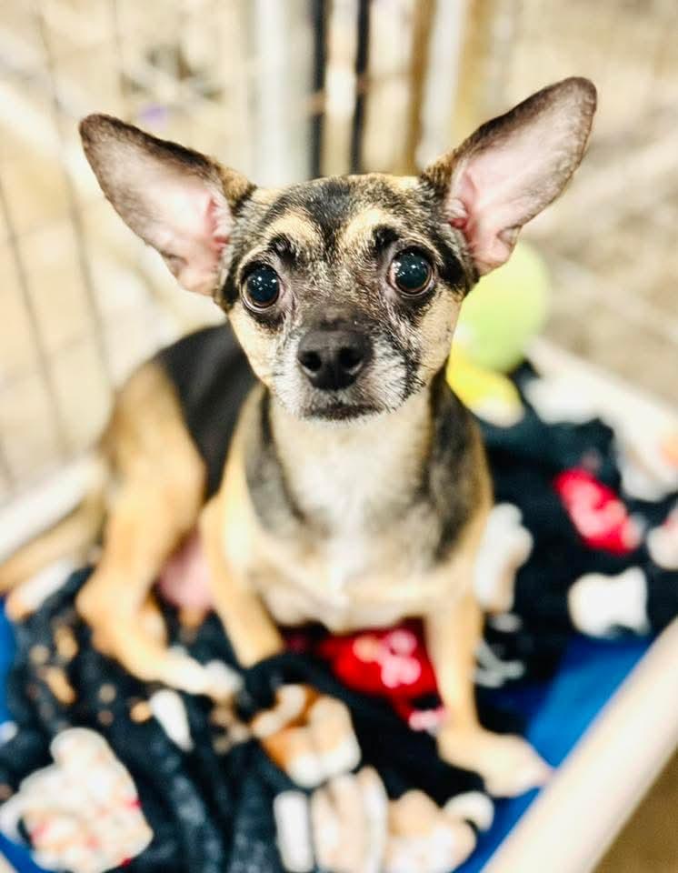 Miss Fritter, Adult Female Chihuahua