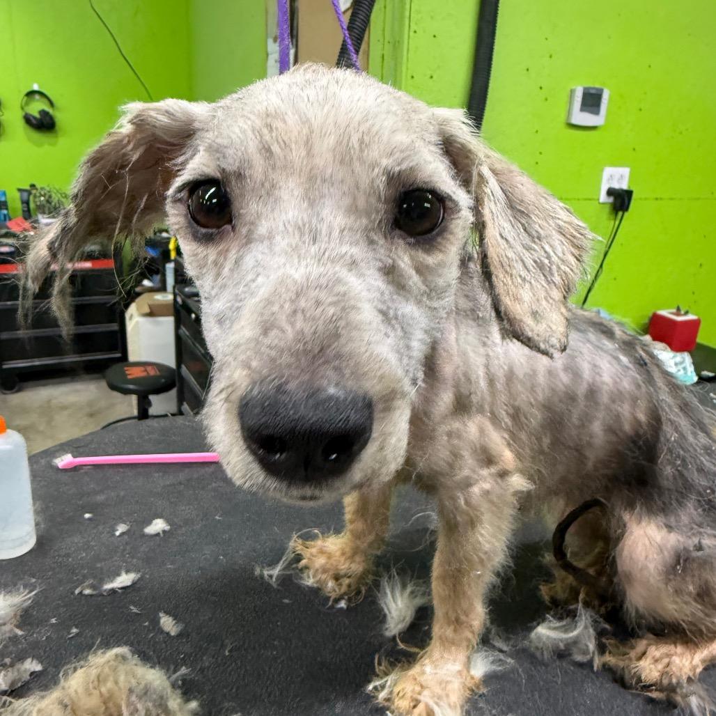 Enlarge Maple, a Adoptable mixed breed in Fulton, MO image 1/1
