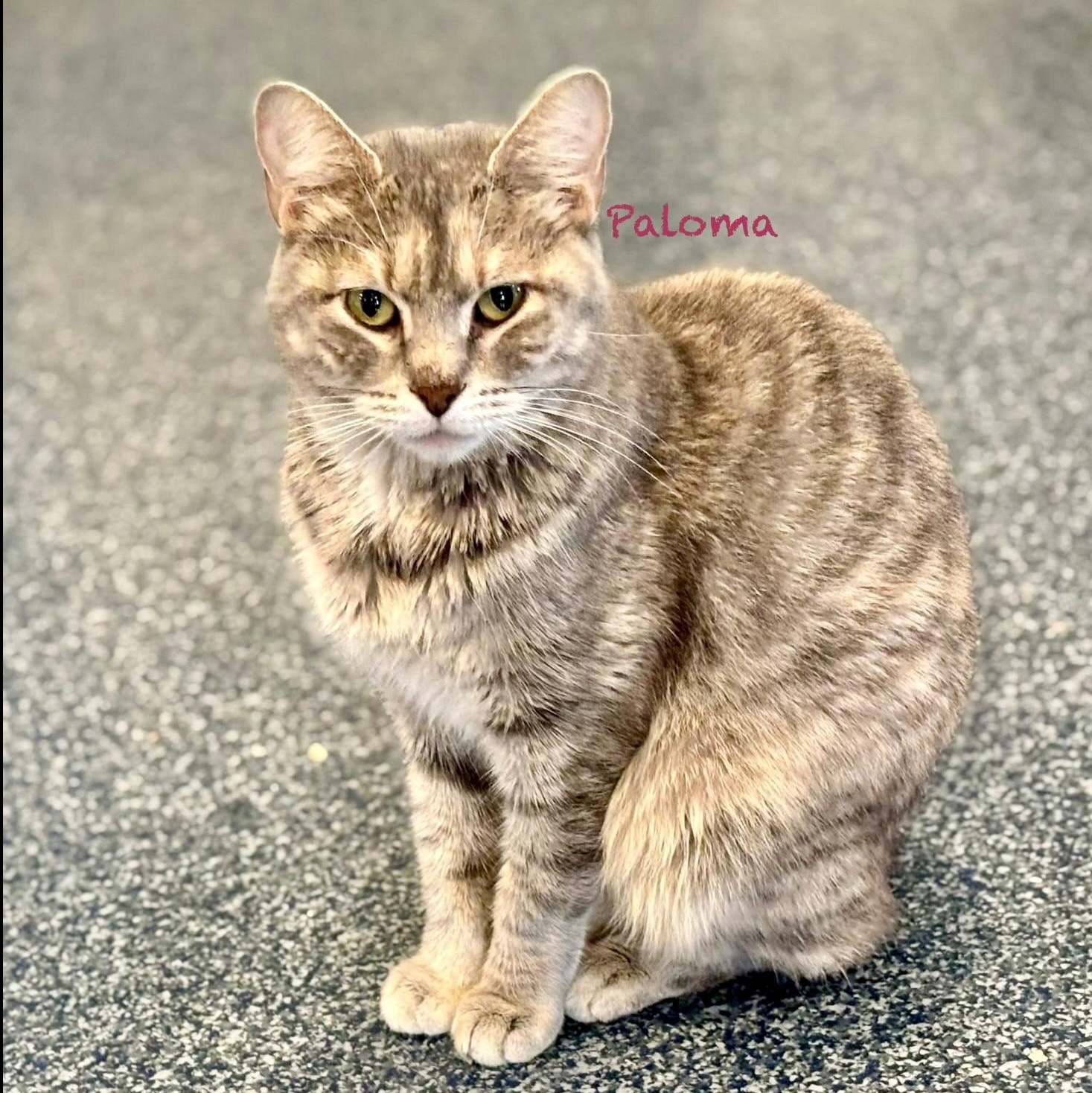 Enlarge Mama Paloma, an adoptable Tabby in Palatine, IL image 1/1