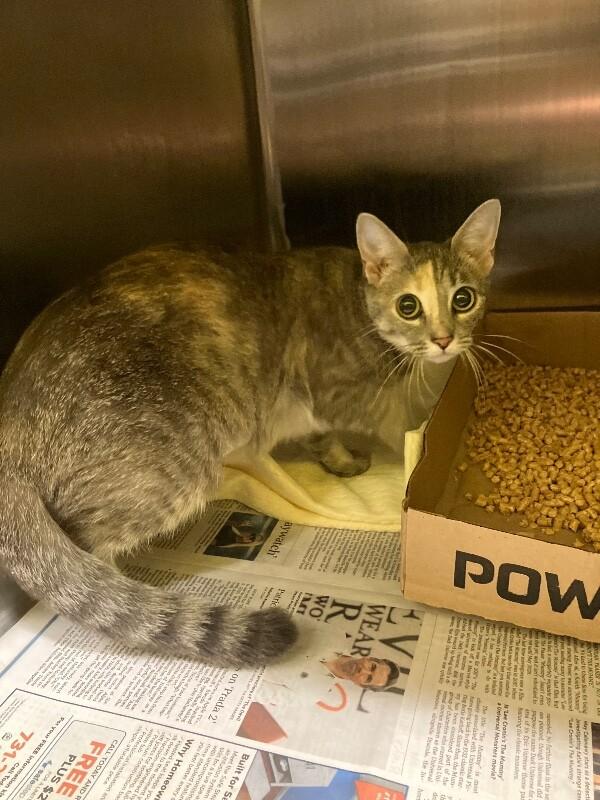 Incubator, Adoptable, Adult Female Domestic Short Hair.