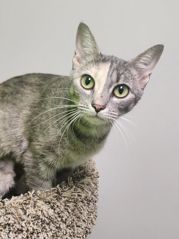 Enlarge Incubator, a Adoptable Domestic Short Hair in Jackson, TN image 2/4