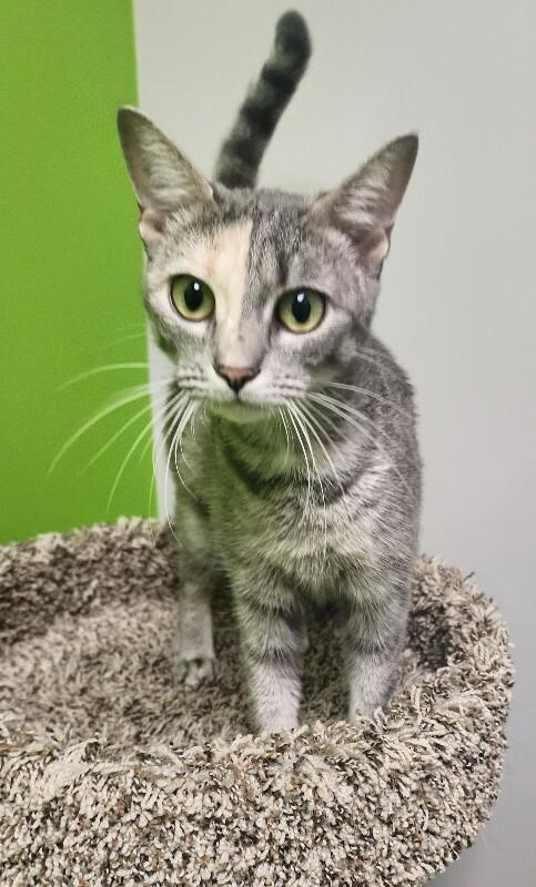 Enlarge Incubator, a Adoptable Domestic Short Hair in Jackson, TN image 3/4